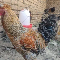 مرغ و خروس|حیوانات مزرعه|ملایر, |دیوار