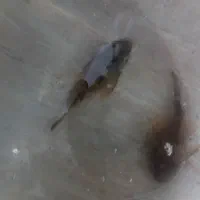 لجنخوار