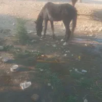 اسب|اسب و تجهیزات اسب‌سواری|دزفول, |دیوار