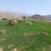 میش و بره با خونه ما عوض