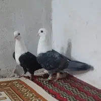 جوفت کلاغ