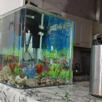 اکواریوم|ماهی|مرودشت, نقش رستم|دیوار