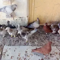 فروشی فوری کبوترخوش تیپ|پرنده|تاکستان, |دیوار