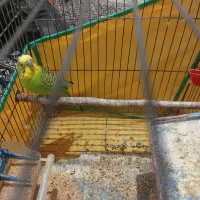 مرغ عشق|پرنده|اردبیل, |دیوار