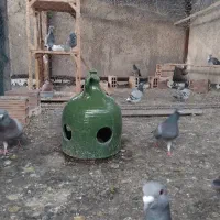 کبوتر آلمانی