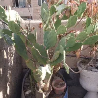 کاکتوس|گل و گیاه طبیعی|تهران, تهرانپارس شرقی|دیوار