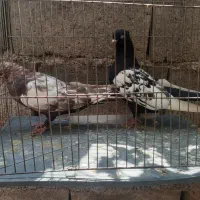 کفتر نر