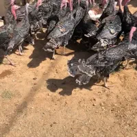 بوقلمون برنز