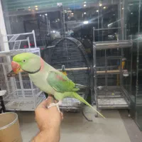 ملنگو شاه طوطی اسکندر سرلاکی تا بالغ سخنگو رام|پرنده|تهران, دردشت|دیوار