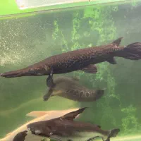 ماهی مانستر|ماهی|بیرجند, |دیوار