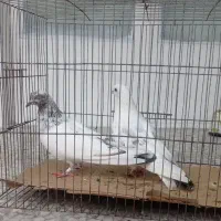 جفت تهرونی پرشی ذات دار