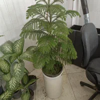 انواع گل اول مقایسه بعد خرید