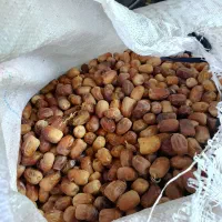 خرمای زردان فروشی تمیز 40هزارهوشک