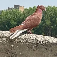 سرخ دم سفید