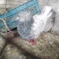 کبوترکله ای