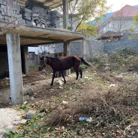 اسب کرد فروشی|اسب و تجهیزات اسبسواری|کلاردشت, |دیوار