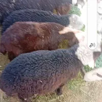 فروش بره نر وماده
