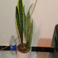 گلهای زیبای من|گل و گیاه طبیعی|خرم‌آباد, |دیوار