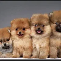 پامر بمب مو عروسکی خرسی