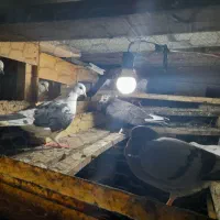 فروش،چند عدد کبوتر اس وپرشی|پرنده|بهشهر, |دیوار