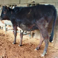 گوساله دورگ محلی چاق ماده از گاو تلیسه