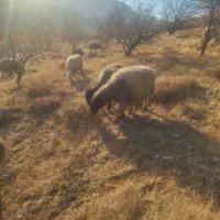 میش بختیاری (سپیدان)|حیوانات مزرعه|سپیدان, |دیوار