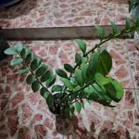 فروش فوری چند عدد گل نصف قیمت بازار