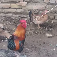 مرغ و خروس