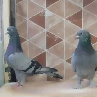 کبوتر  پرشی