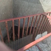 بره شیری نر