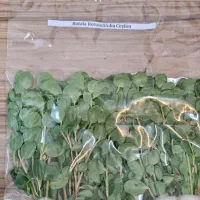 گیاه زینتی آکواریم|ماهی|بابل, |دیوار