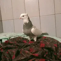 کبوتر طوقی