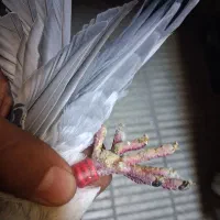 دوعدد کبوتر پلاکی