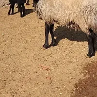 گوسفند شالی