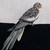 جوجه عروس چهار ماهه دستی