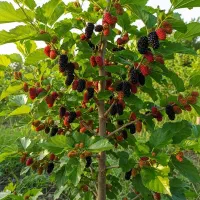 مرکز خرید نهال‌های باکیفیت و اصلاح‌شده|خدمات باغبانی و درختکاری|پارس‌آباد, |دیوار