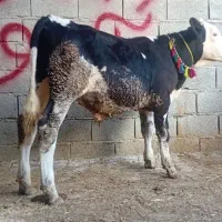 1عدد گوساله سیمینتال نر آخر جنس کشیده و کلفت