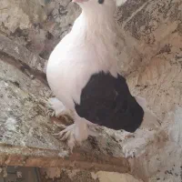 کبوتر|پرنده|سیلوانه, |دیوار