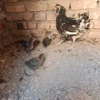 فروش ۶ عدد جوجه مرغ ۱ ماه زیر مرغی اصل
