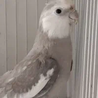 فروش عروس هلندی