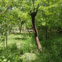 600-متر-باغ-روح-افزا