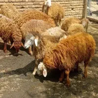 تعدادی‌بره نر