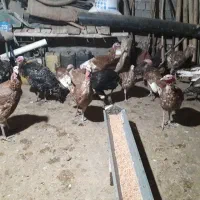 بوقلمون نر و ماده|حیوانات مزرعه|چاراویماق, |دیوار