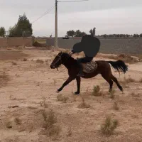 اسب نریان اخته