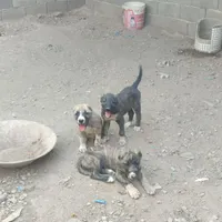 توله سگ خراسانی