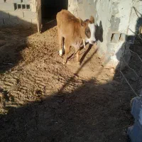 گاو شکم دو با گوساله سیمنتال فروشی