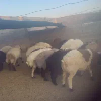 بره میش|حیوانات مزرعه|جهرم, |دیوار