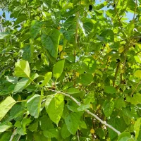 فروش باغ خان زنیان