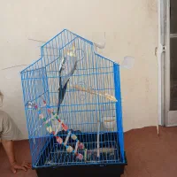 عروس هلندی