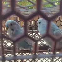 دو عدد مرغ عشق برای فروش سالم بدون مریضی